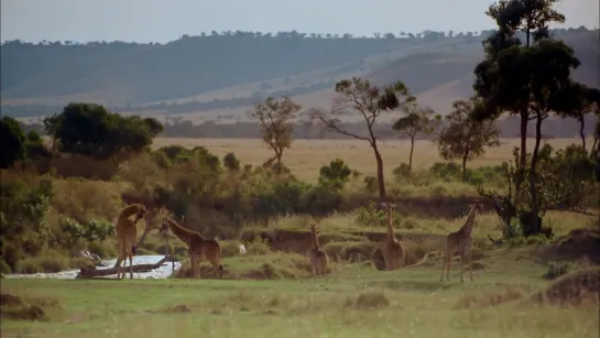 Африка: Серенгети / Africa: The Serengeti (1994)