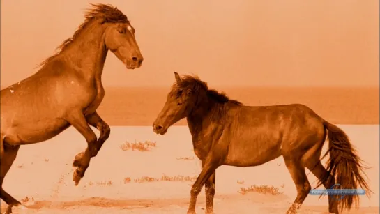 Вслед за дикими лошадьми / Chasing Wild Horses (2008)