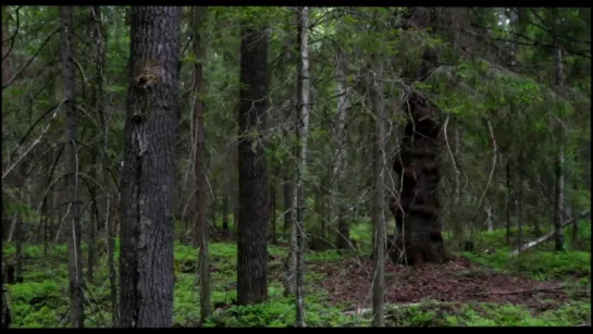 Чудесный лес / Tale of a Forest / Metsän tarina / Wunder des Waldes (2012)