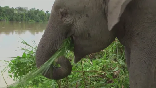 S02.E02. Борнео (Калимантан) / Borneo (Kalimantan)