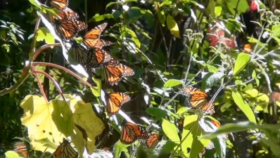 Полёт бабочки / Flight Of The Monarch Butterfly (2012)