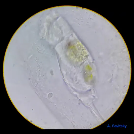 Коловратка Cephalodella gibba поедает мертвую дафнию. 1350х