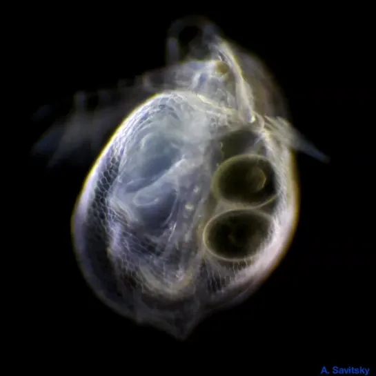 Ветвистоусое ракообразное рода Ceriodaphnia. Темное поле