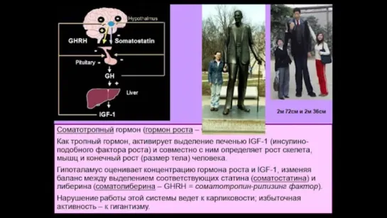 «Химия» мозга — 12. Дубынин В.А. Видеоархив МГУ имени М.В.Ломоносова _ Биофак. 13.2016