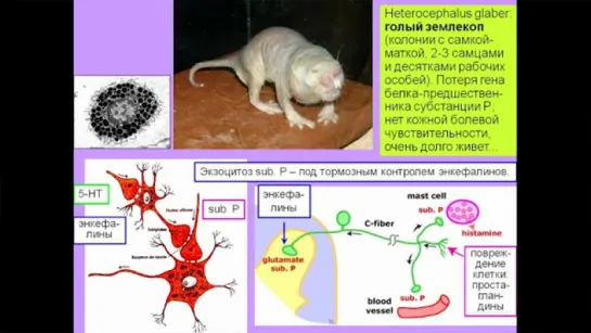 «Химия» мозга — 11. Дубынин В.А. Видеоархив МГУ имени М.В.Ломоносова _ Биофак. 13.2016