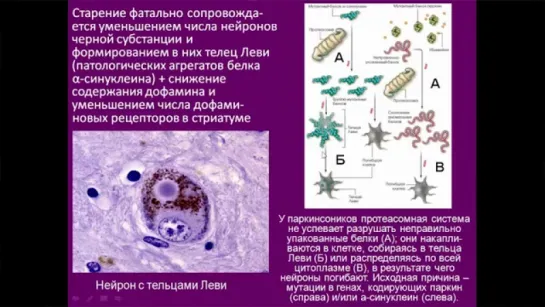 «Химия» мозга — 7. Дубынин В.А. Видеоархив МГУ имени М.В.Ломоносова _ Биофак. 30.2016