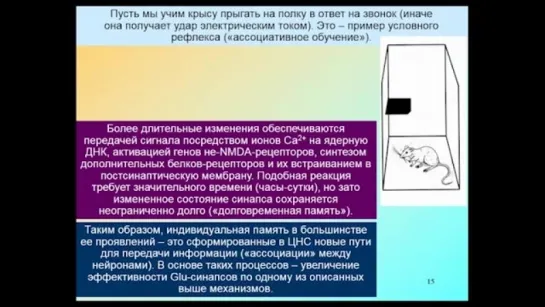 «Химия» мозга — 6. Дубынин В.А. Видеоархив МГУ имени М.В.Ломоносова _ Биофак. 23.2016