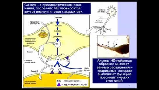 «Химия» мозга — 5. Дубынин В.А. Видеоархив МГУ имени М.В.Ломоносова _ Биофак. 16.2016