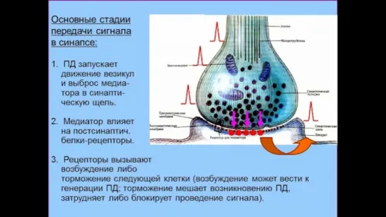 «Химия» мозга — 3. Дубынин В.А. Видеоархив МГУ имени М.В.Ломоносова _ Биофак. 02.2016