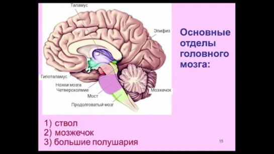 «Химия» мозга — 1. Дубынин В.А. Видеоархив МГУ имени М.В.Ломоносова _ Биофак. 17.2016