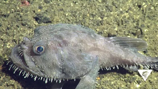 Pacific goosefish