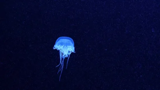 Why Jellyfish Float Like a Butterfly—And Sting Like a Bee (Deep Look)