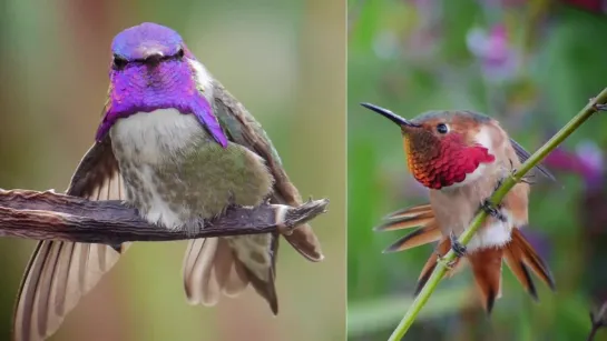 What Happens When You Put a Hummingbird in a Wind Tunnel (Deep Look)