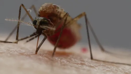 How Mosquitoes Use Six Needles to Suck Your Blood  (Deep Look)