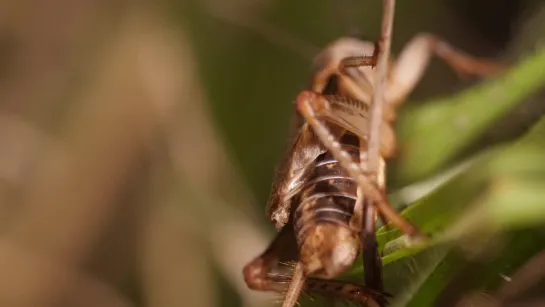 These Hairworms Eat a Cricket Alive and Control Its Mind (Deep Look)