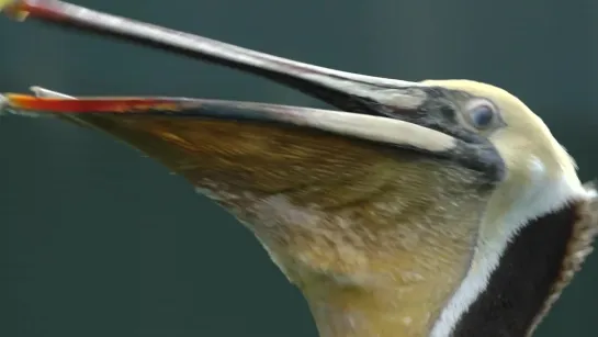 How Do Pelicans Survive Their Death-Defying Dives (Deep Look)