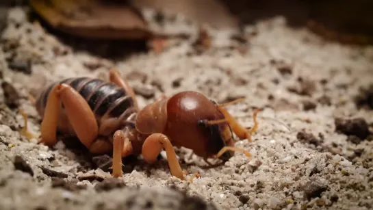 Jerusalem Crickets Only Date Drummers (Deep Look)