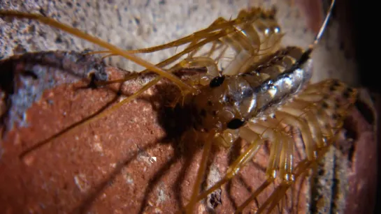 The House Centipede is Fast, Furious, and Just So Extra (Deep Look)