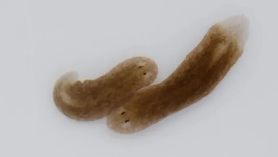 Want a Whole New Body؟ Ask This Flatworm How (Deep Look)