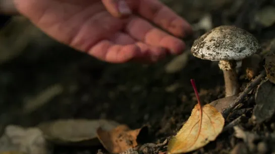 This Mushroom Starts Killing You Before You Even Realize It (Deep Look)