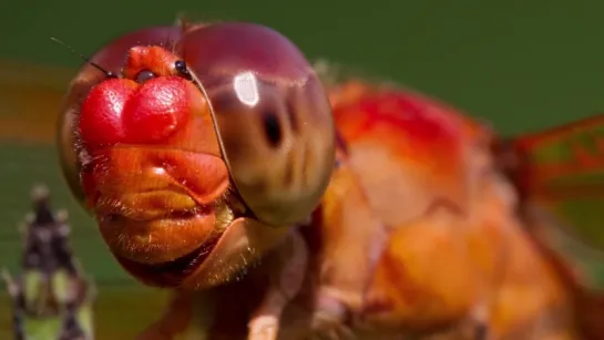 A Baby Dragonflys Mouth Will Give You Nightmares (Deep Look)