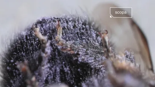 Watch This Bee Build Her Bee-jeweled Nest (Deep Look)