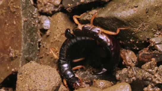 What Do Earwigs Do With Those Pincers Anyway (Deep Look)