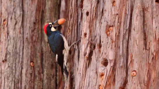 Youd Never Guess What an Acorn Woodpecker Eats(Deep Look)