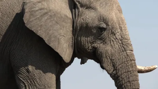 How Elephants Listen ... With Their Feet (Deep Look)