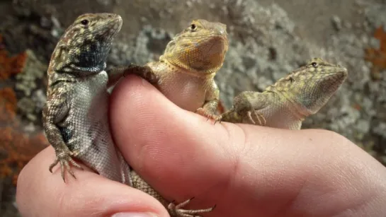 These Lizards Have Been Playing Rock-Paper-Scissors for 15 Million Years (Deep Look)