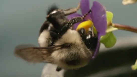 This Vibrating Bumblebee Unlocks a Flowers Hidden Treasure (Deep Look)