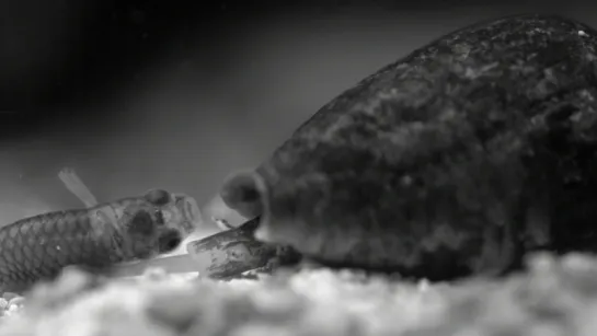 Watch These Cunning Snails Stab and Swallow Fish Whole (Deep Look)