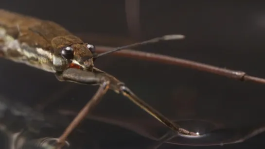 This Is Why Water Striders Make Terrible Lifeguards (Deep Look)