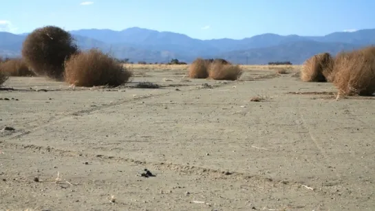 Why Do Tumbleweeds Tumble (Deep Look)