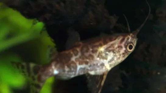 Upside-Down Catfish Doesnt Care What You Think