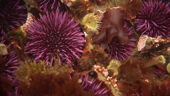 Sea Urchins Pull Themselves Inside Out to be Reborn ¦ Deep Look