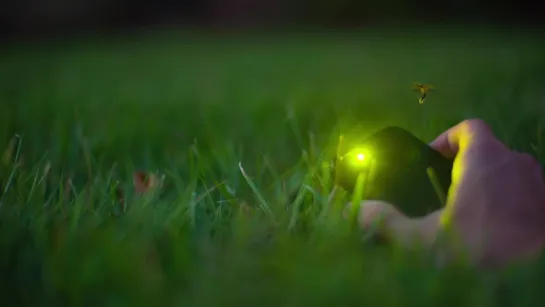 So ... Sometimes Fireflies Eat Other Fireflies ¦ Deep Look