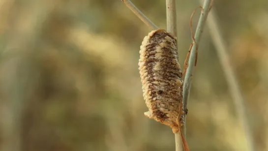 Praying Mantis Love is Waaay Weirder Than You Think