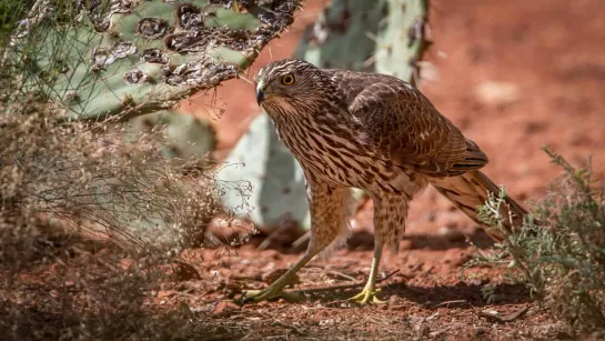 Охота ястреба-тетеревятника (Accipiter gentilis)