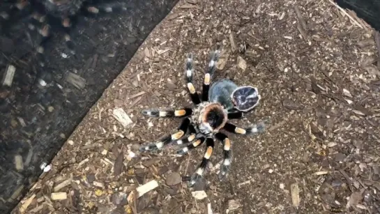 (лат. Brachypelma smithi) - Мексиканский красноколенный птицеед сбрасывает старую кожу