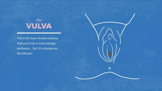 Animated Anatomy Of The Clitoris