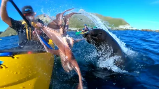 Brutal Octopus slap by a seal caught on GoPro HERO7BLACK in NZ Kaikoura (short story)