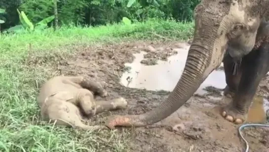 Mother elephant uses her trunk to gently check if her napping son is breathing