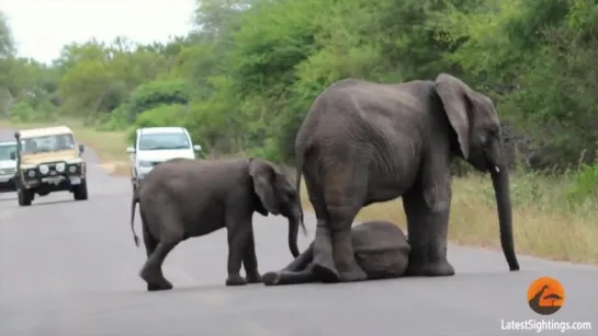 Herd of Elephants Help an Elephant Calf After Collapsing in the Road