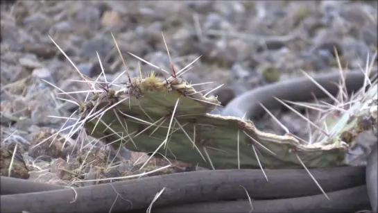 Camels vs. Cactus