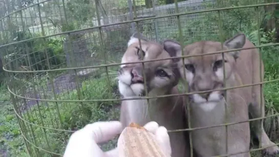 BIG CATS Getting Snacks!