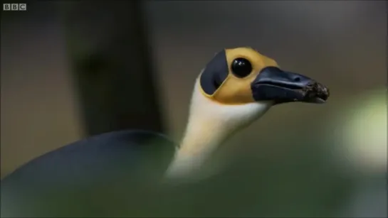 White-necked rockfowl - Africa BBC