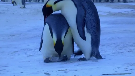 Penguins Mourning