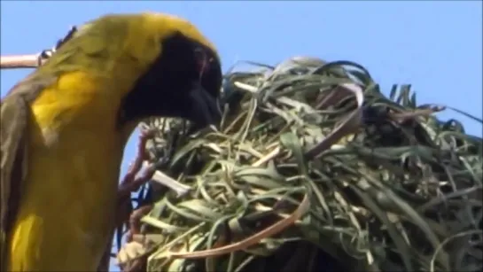 Watch a Weaver Bird build a nest in a single day video by Nikeaorg