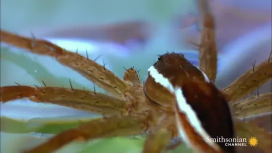 Каемчатый охотник (род Dolomedes)